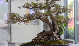 盆景碎纸机：环保与美观的完美结合，让您的生活更美好！