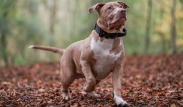 XL Bully禁止狗主人混淆，因为他们不知道自己的狗是否是有争议的品种