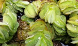 划船者如何阻止“搭便车害虫”巨大的萨尔维尼亚在阿拉巴马州的湖泊中蔓延