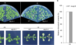 研究植物自噬：挑战和推荐的方法
