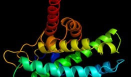 研究人员确定了RecA蛋白如何帮助破碎的DNA找到弥合缺口的方法
