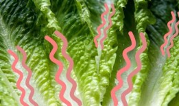 变粉色或粘稠的生菜吃起来安全吗？