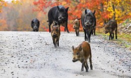 杂交野猪正在加拿大大草原上制造麻烦