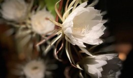 对于你的花来说，“理想”的条件可能并不那么理想