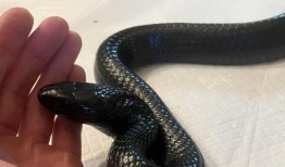 格鲁吉亚靛蓝蛇反刍3条蛇，包括活响尾蛇