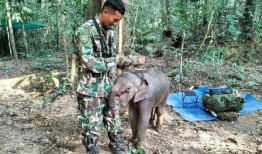 深陷泥沼的小象：勇敢的泰国公园护林员营救陷入困境的小象