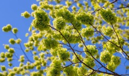 野榆树：一种美丽的树篱或遮荫树