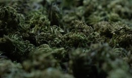 丹佛社会公平大麻企业主找到成功的行业