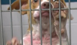 威克县动物收容所超载：需要收养来拯救生命