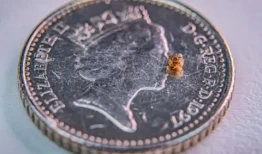 1329只小蜗牛在偏远的岛屿上被释放