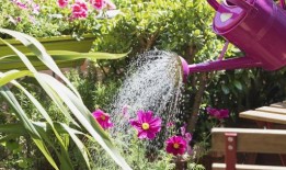 园丁们被敦促使用3英镑的产品让玫瑰整个夏天都开花