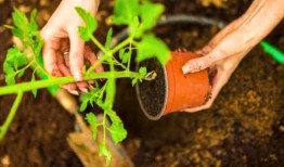 种植番茄时要避免的“常见错误”——如何获得更大、更多汁的番茄