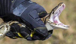 一种神秘的亚洲寄生虫可能会导致佛罗里达州的蛇“急剧下降”