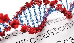 心包炎炎症的遗传线索指出了有希望的新治疗方法