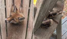 熊掌卡在花园椅子上的小狐狸被救出