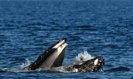 海豹惊喜：座头鲸在吃鱼的时候不小心抓到了海豹