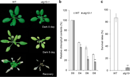 研究植物自噬：挑战和推荐的方法