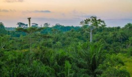 碳殖民主义在利比里亚的森林没有立足之地