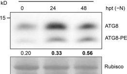 研究植物自噬：挑战和推荐的方法
