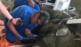 外国专家拔掉象牙拯救8岁大象
