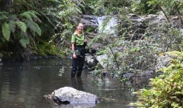 老鼠不再吃短颚kōkopu卵