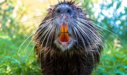 啮齿类动物惊人的橙色牙齿并不像人们想象的那样是因为富含铁的牙釉质