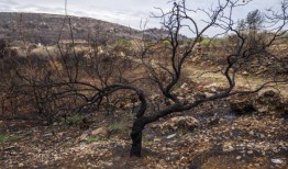 “我不能卖毒药”：黎巴嫩南部的农民说白磷毁了庄稼