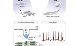 心肌蛋白的微小缺失与成人房颤的长期影响有关