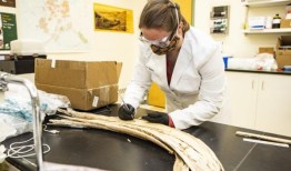 来认识一下埃尔玛，一头长毛猛犸象，它在14000多年前四处游荡