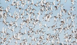 遵循以下建议，开始你的马来西亚观鸟之旅吧