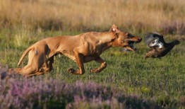 英国的动物权利保护者突然袭击了松鸡和猎物的猎人